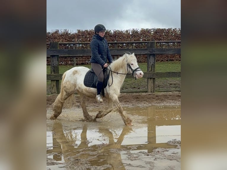 Tinker Stute 7 Jahre 128 cm  in Daleiden