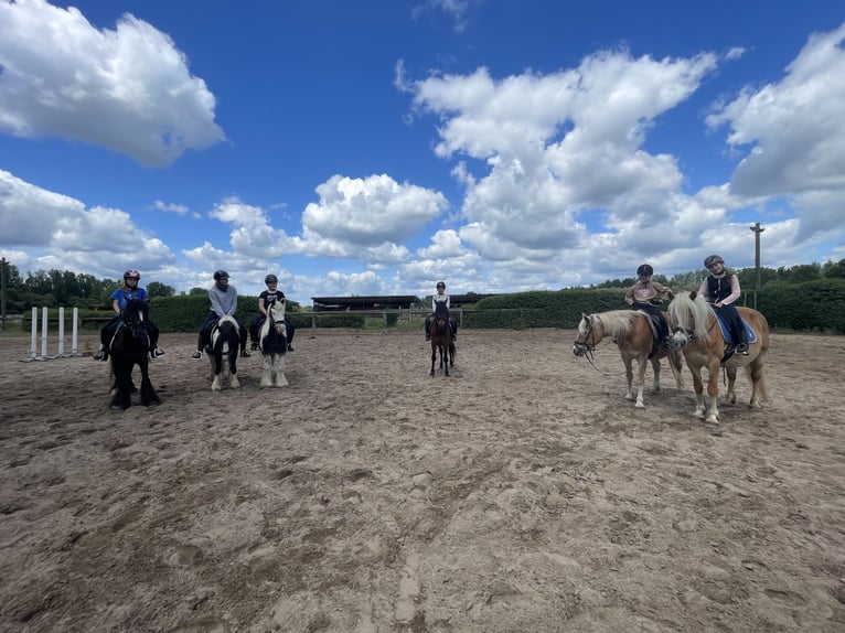 Tinker Stute 7 Jahre 130 cm in Trebbin