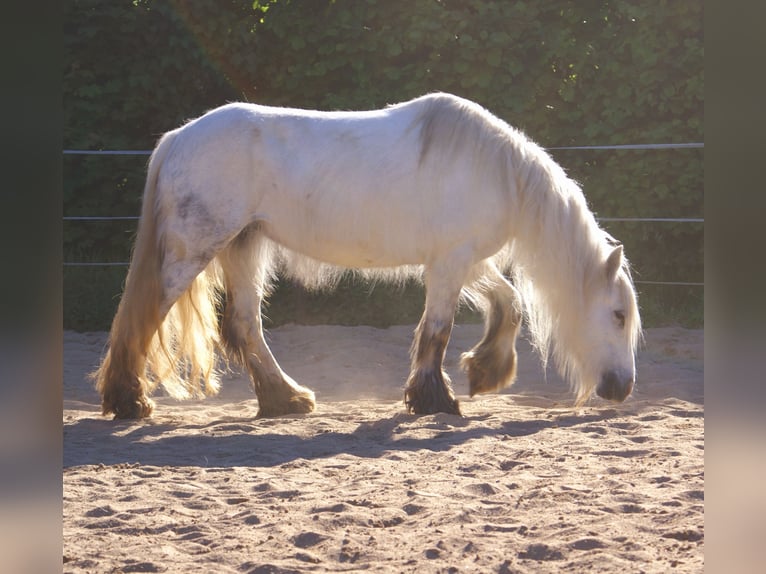 Tinker Stute 7 Jahre 130 cm Schimmel in Velpke