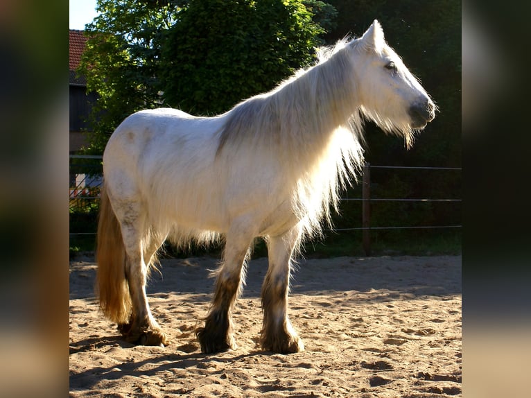 Tinker Stute 7 Jahre 130 cm Schimmel in Velpke