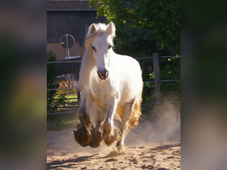 Tinker Stute 7 Jahre 130 cm Schimmel in Velpke
