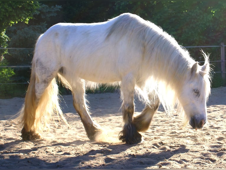 Tinker Stute 7 Jahre 130 cm Schimmel in Velpke