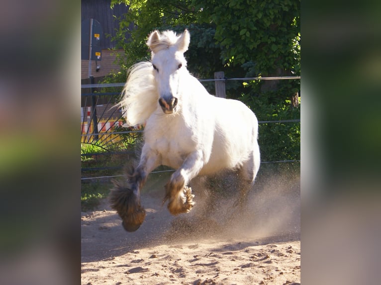 Tinker Stute 7 Jahre 130 cm Schimmel in Velpke