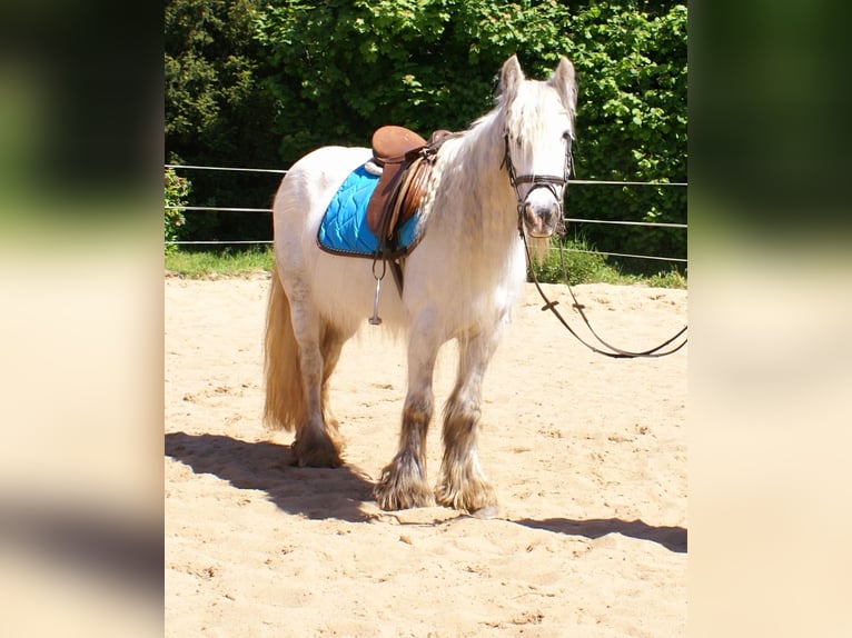 Tinker Stute 7 Jahre 130 cm Schimmel in Velpke