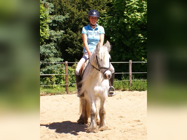 Tinker Stute 7 Jahre 130 cm Schimmel in Velpke