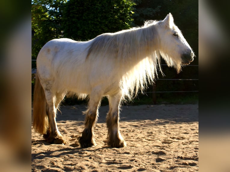 Tinker Stute 7 Jahre 130 cm Schimmel in Velpke