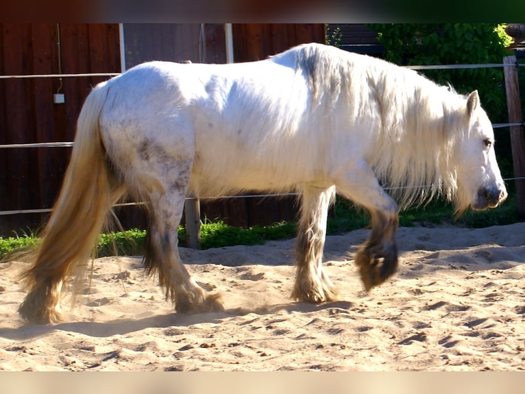 Tinker Stute 7 Jahre 130 cm Schimmel in Velpke