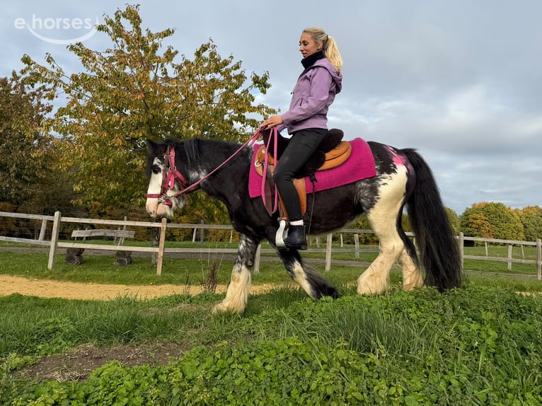 Tinker Stute 7 Jahre 131 cm Schecke in Linkenbach