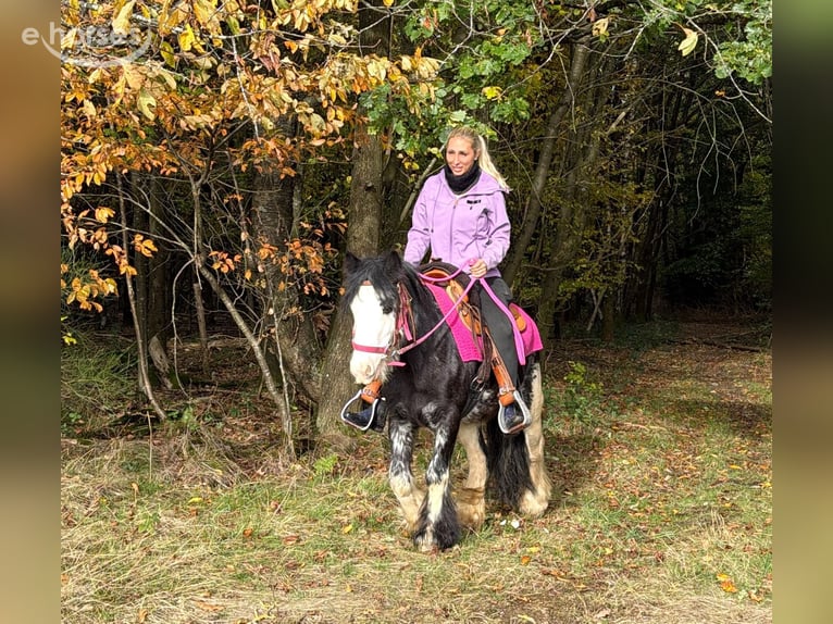 Tinker Stute 7 Jahre 131 cm Schecke in Linkenbach