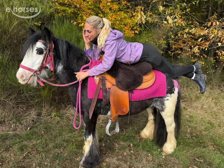 Tinker Stute 7 Jahre 131 cm Schecke in Linkenbach