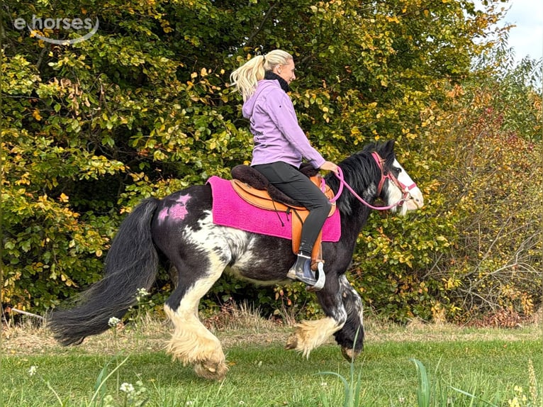Tinker Stute 7 Jahre 131 cm Schecke in Linkenbach