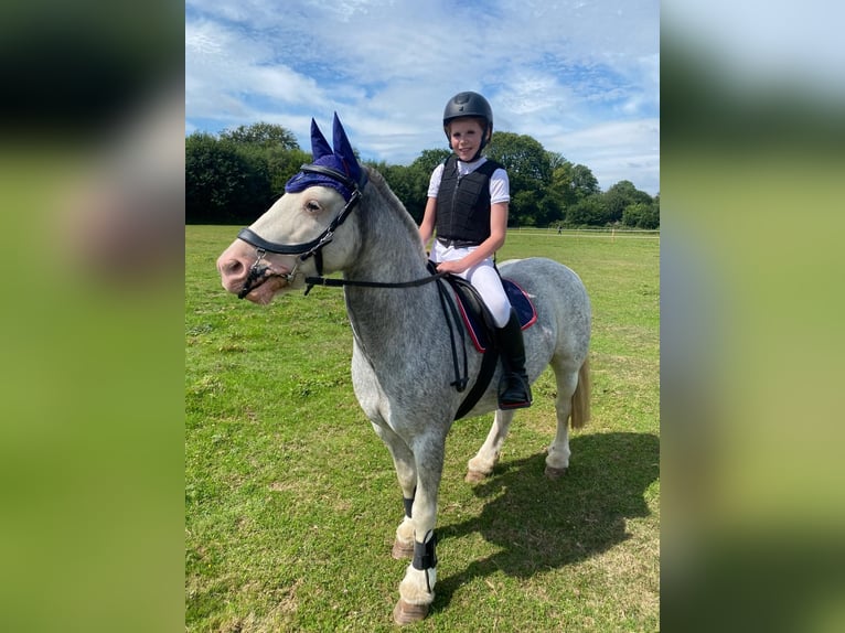 Tinker Stute 7 Jahre 132 cm Roan-Blue in West Kingsdown