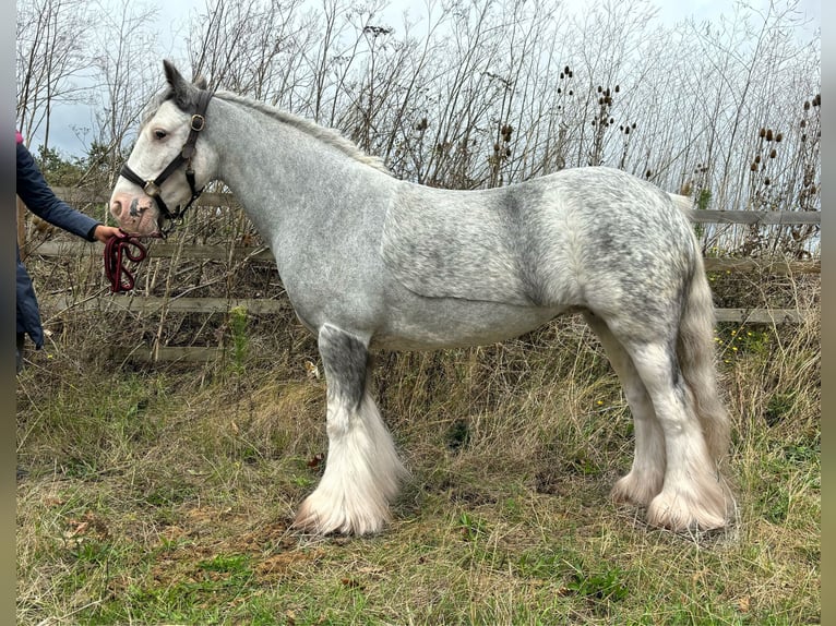 Tinker Stute 7 Jahre 132 cm Roan-Blue in West Kingsdown