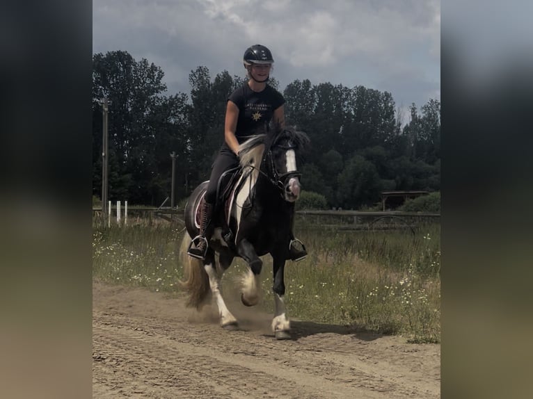 Tinker Stute 7 Jahre 135 cm in Trebbin