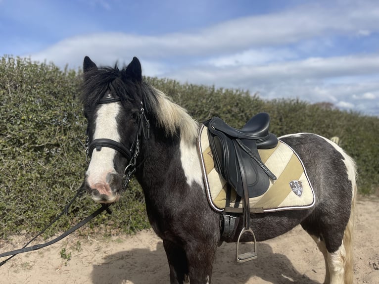Tinker Stute 7 Jahre 135 cm in Trebbin