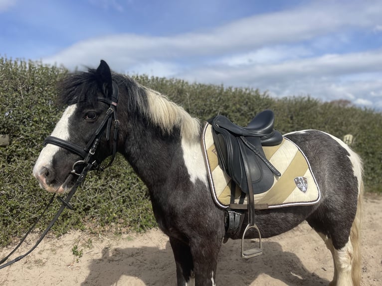 Tinker Stute 7 Jahre 135 cm in Trebbin