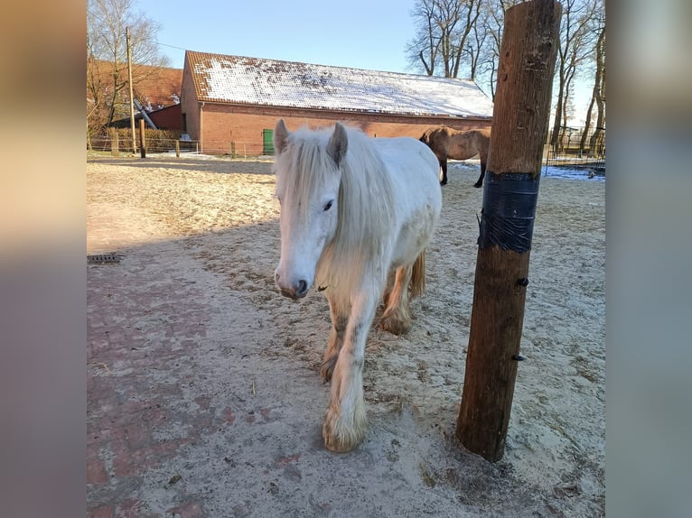 Tinker Stute 7 Jahre 136 cm Fliegenschimmel in Varrel