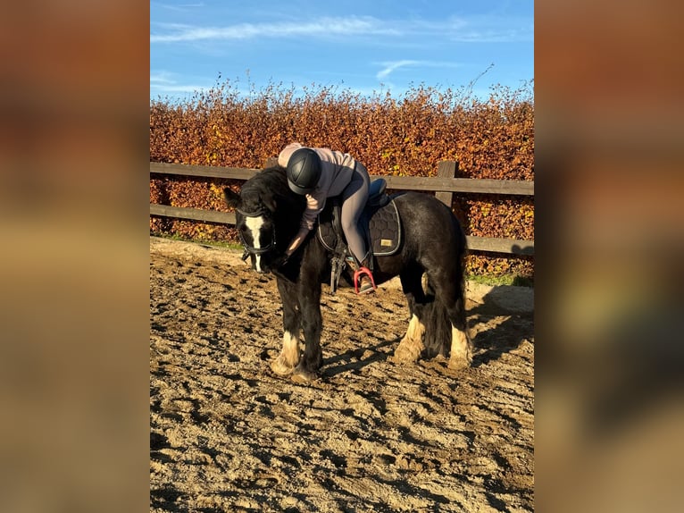 Tinker Stute 7 Jahre 137 cm Rappe in Daleiden