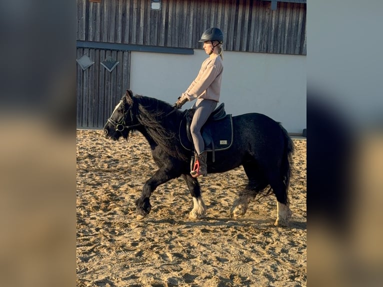 Tinker Stute 7 Jahre 137 cm Rappe in Daleiden
