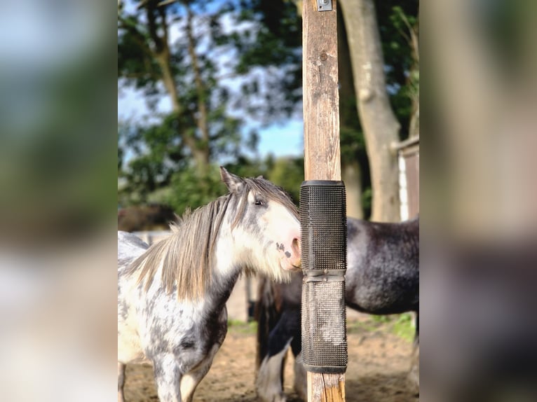 Tinker Stute 7 Jahre 138 cm Roan-Blue in Langen
