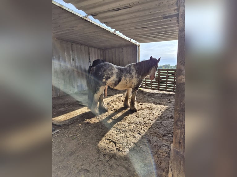Tinker Stute 7 Jahre 138 cm Roan-Blue in Langen