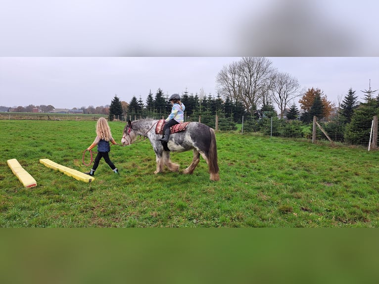 Tinker Stute 7 Jahre 138 cm Roan-Blue in Langen