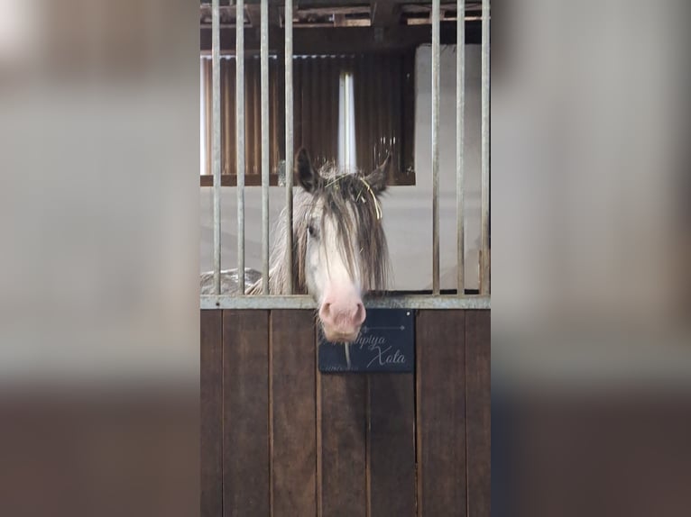 Tinker Stute 7 Jahre 138 cm Roan-Blue in Langen