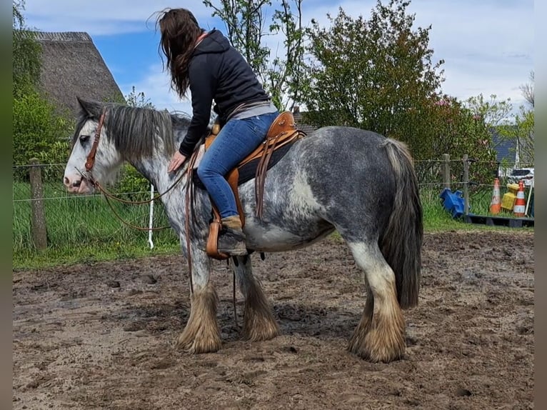 Tinker Stute 7 Jahre 138 cm Roan-Blue in Langen