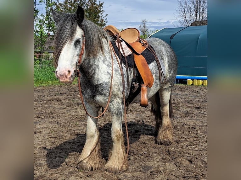 Tinker Stute 7 Jahre 138 cm Roan-Blue in Langen