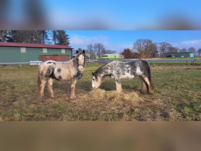 Tinker Stute 7 Jahre 138 cm Roan-Blue in Langen