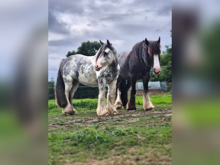 Tinker Stute 7 Jahre 138 cm Roan-Blue in Langen