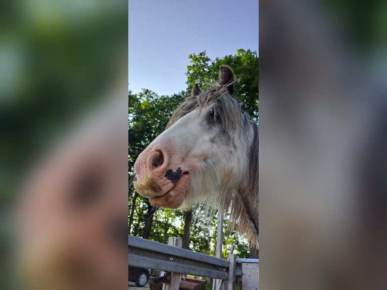 Tinker Stute 7 Jahre 138 cm Roan-Blue in Langen