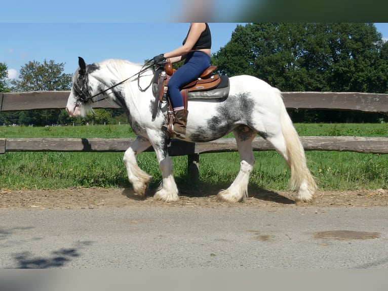 Tinker Stute 7 Jahre 138 cm Schecke in Lathen