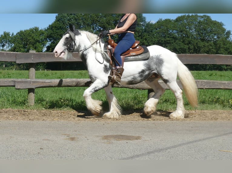Tinker Stute 7 Jahre 138 cm Schecke in Lathen