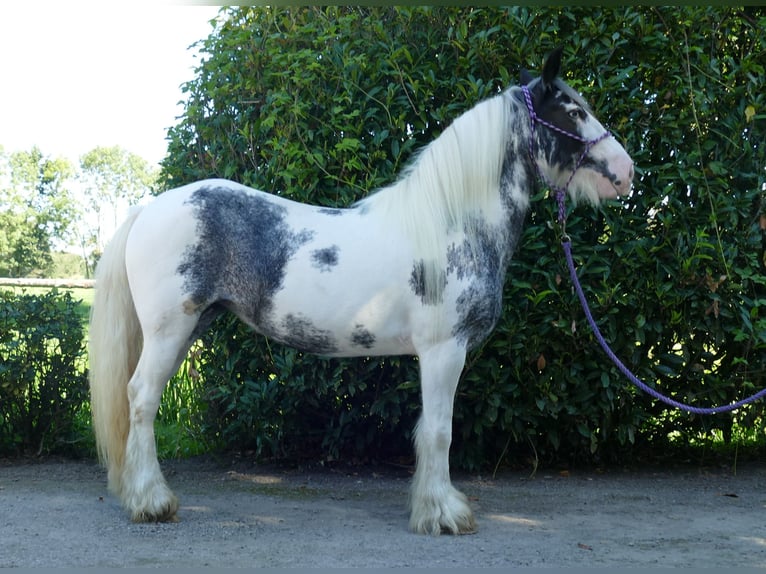 Tinker Stute 7 Jahre 138 cm Schecke in Lathen