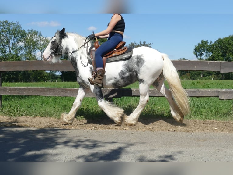 Tinker Stute 7 Jahre 138 cm Schecke in Lathen
