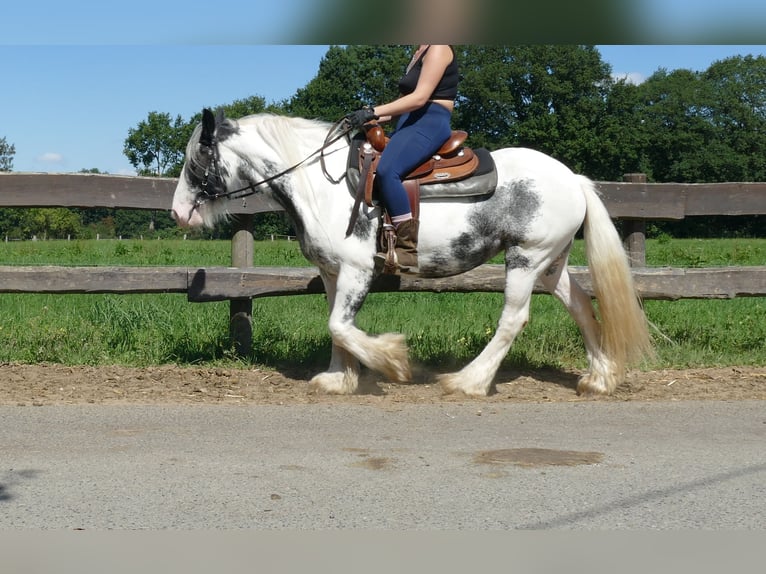 Tinker Stute 7 Jahre 138 cm Schecke in Lathen