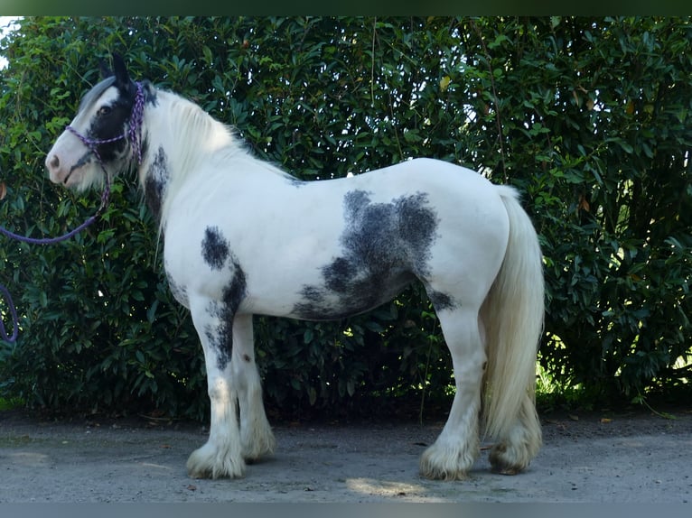 Tinker Stute 7 Jahre 138 cm Schecke in Lathen