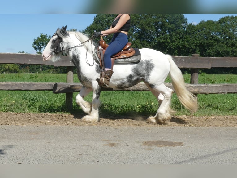 Tinker Stute 7 Jahre 138 cm Schecke in Lathen