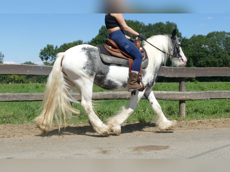 Tinker Stute 7 Jahre 138 cm Schecke in Lathen