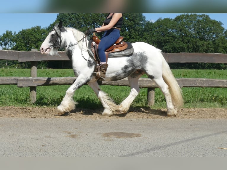 Tinker Stute 7 Jahre 138 cm Schecke in Lathen