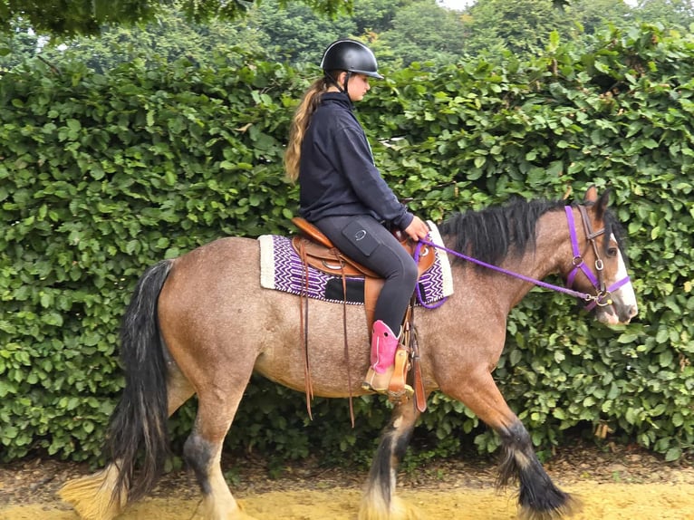 Tinker Stute 7 Jahre 140 cm Brauner in Linkenbach