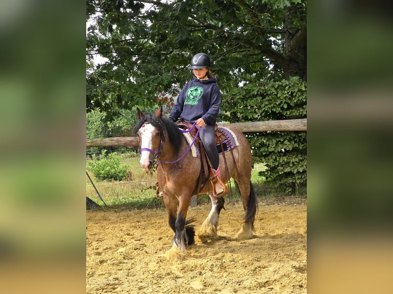 Tinker Stute 7 Jahre 140 cm Brauner in Linkenbach