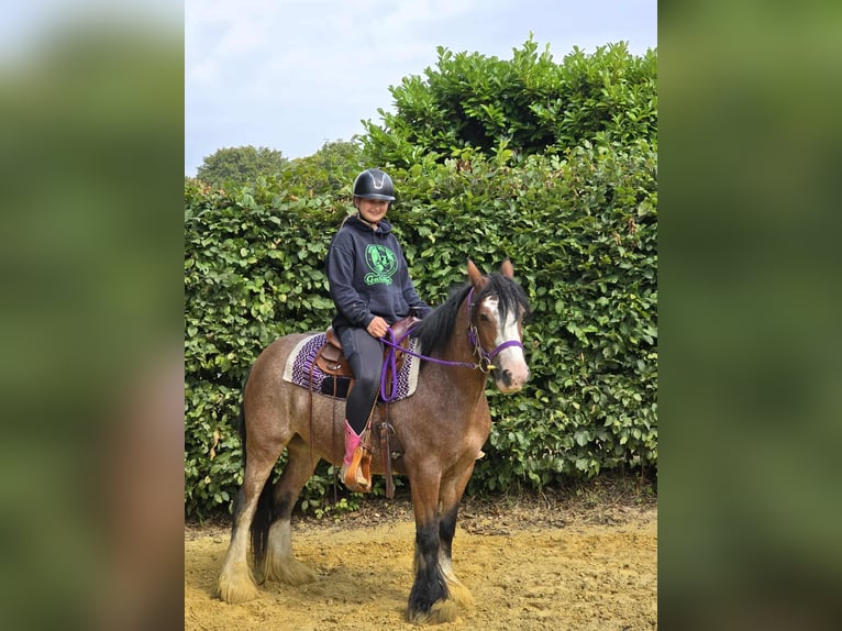 Tinker Stute 7 Jahre 140 cm Brauner in Linkenbach