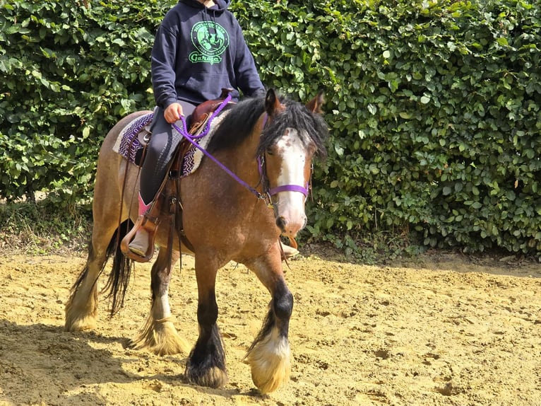 Tinker Stute 7 Jahre 140 cm Brauner in Linkenbach