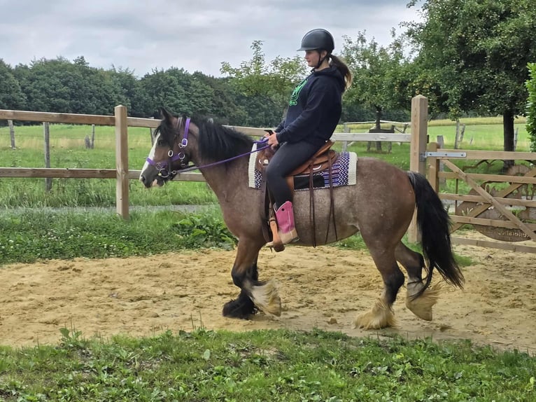 Tinker Stute 7 Jahre 140 cm Brauner in Linkenbach