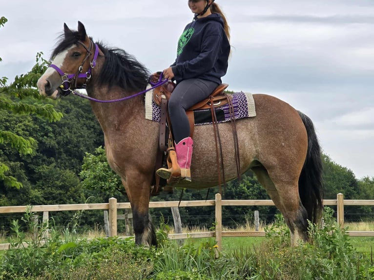 Tinker Stute 7 Jahre 140 cm Brauner in Linkenbach
