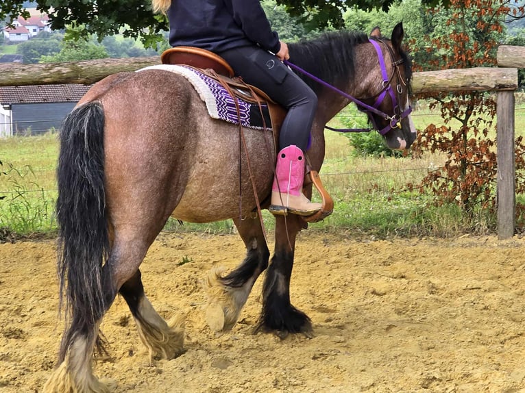 Tinker Stute 7 Jahre 140 cm Brauner in Linkenbach