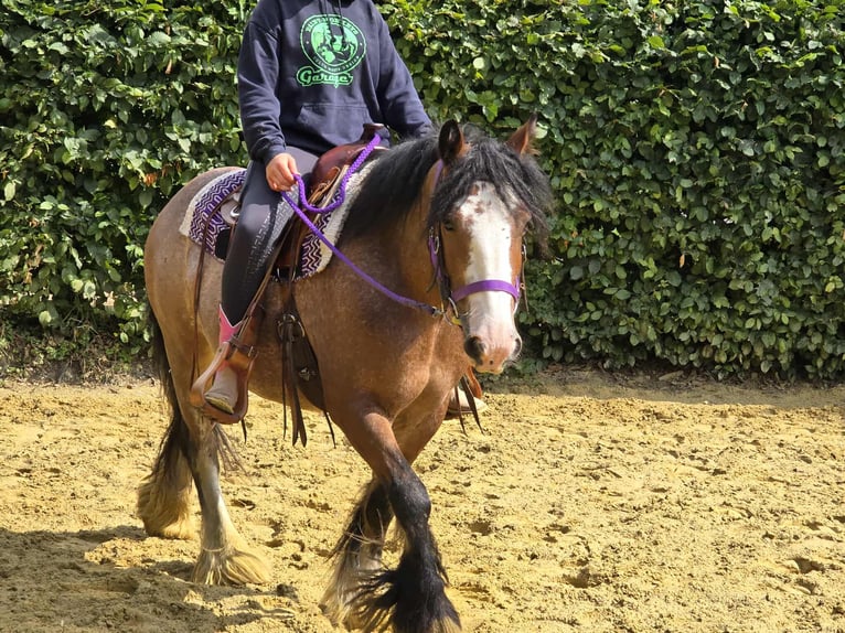 Tinker Stute 7 Jahre 140 cm Brauner in Linkenbach