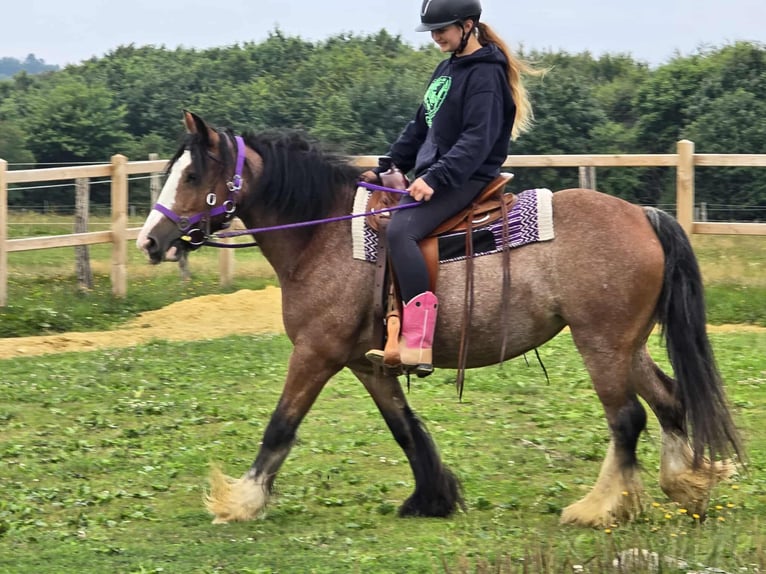 Tinker Stute 7 Jahre 140 cm Brauner in Linkenbach